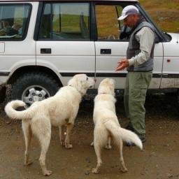 Friendly dogs near Animas Forks, CO