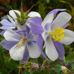 Wildflowers near Imogene Pass, CO