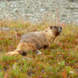 Marmot