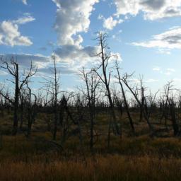 Site of old forest fire near Ruins Road, Mesa Verde, CO