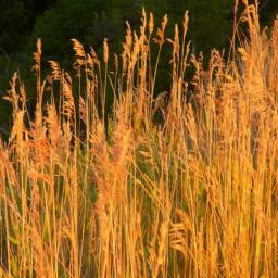 Tall grass near Ruins Road, Mesa Verde, CO