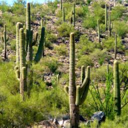 Organ Pipe Cactus plants near U.S.60, AZ
